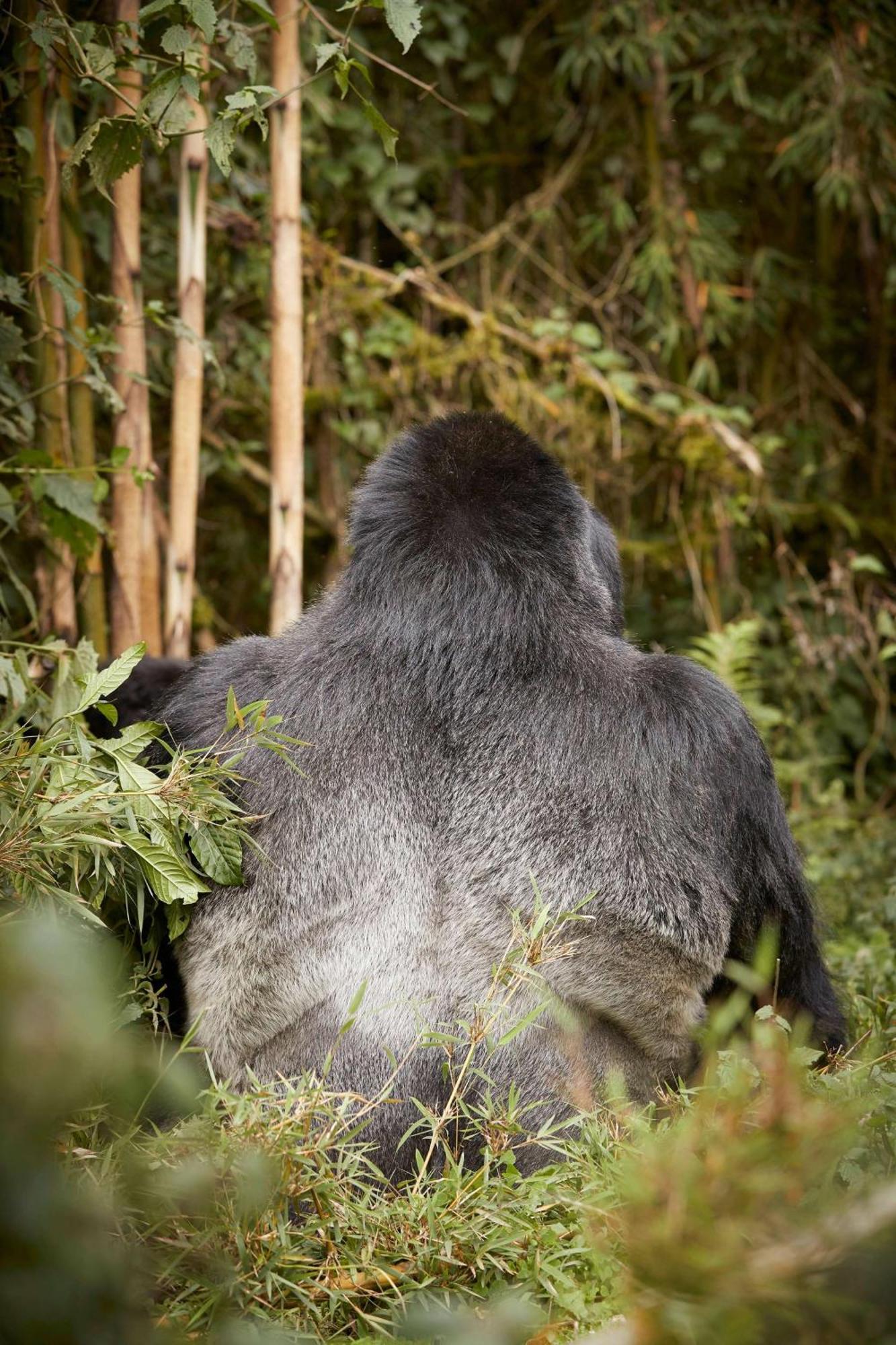 One&Only Gorilla'S Nest Hotell Kinigi Exteriör bild